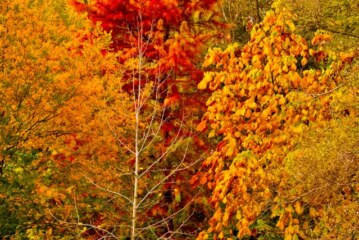 ağaçlara bir adama