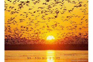 Bir çılgın danstır