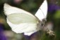 Beyaz Kelebek