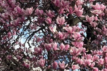 Yuvası neresiydi insanın?